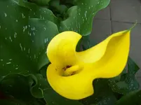 Blüte 1.webp