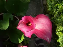 Blüte.webp