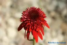 E.eccentric.webp