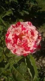 2013-07-11-2667.webp