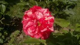 2013-07-11-2668.webp
