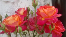 2013-07-13-2674.webp