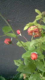 2013-07-16-2764.webp