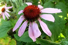 2013_0716Sommer0001 echinacea.webp