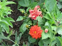 138.webp