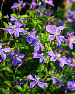 Arabella2_640.webp