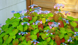 Macrophylla serrata Veerle beginnt zu blühen_1024.webp