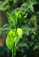 Hosta Guacamole_640.webp