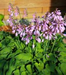 Hosta lila Blüte_640.JPG