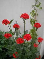 DSCN2286.webp