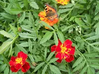 DSCN2288.webp