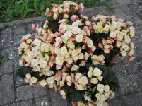 DSCN2287.webp