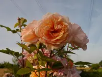 P1050525.webp