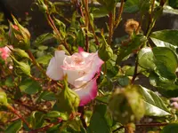 P1050530.webp