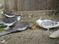 Bild (7).webp