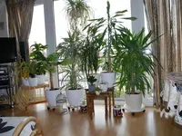 Bild (10).webp