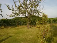 Bild (19).webp