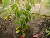 Bild (22).webp