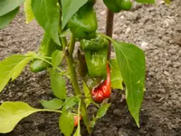 Bild (23).webp