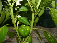 Bild (26).webp