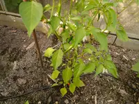 Bild (28).webp