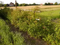 Bild (31).webp