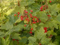 Bild (32).webp
