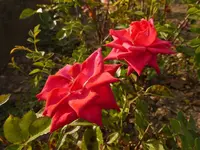 Bild (33).webp