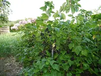 Bild (35).webp