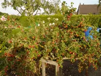Bild (36).webp
