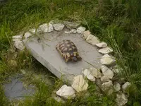 Bild (38).webp