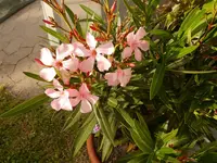 Bild (48).webp