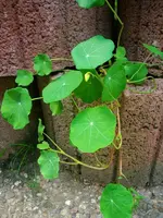 15.webp