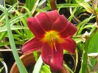little tike_1024x768.webp