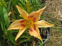 prairie charmer_1024x768.webp