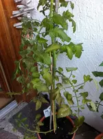 Tomate.webp