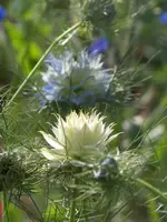 004.webp