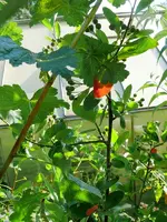 Apfelbeeren.webp