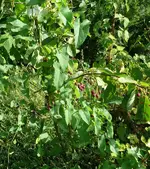 Beeren Felsenbirne.webp