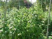 Himbeeren.webp