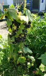 Johanisbeeren1.webp