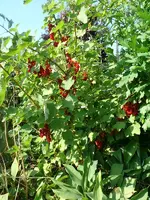 Johanisbeeren3.webp