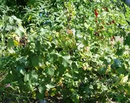 Johanisbeeren.webp