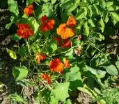 Kapuzinerkresse1.webp