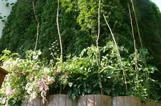 Tomaten Felsenbeet.webp