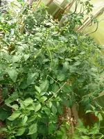 Tomaten GWH1.webp