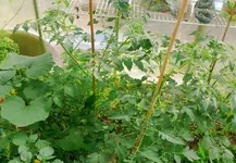 Tomaten GWH2.webp