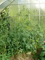 Tomaten GWH.webp