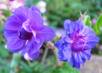 geranium pratense plenum violaceum.webp