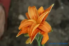 Kwanso+.webp